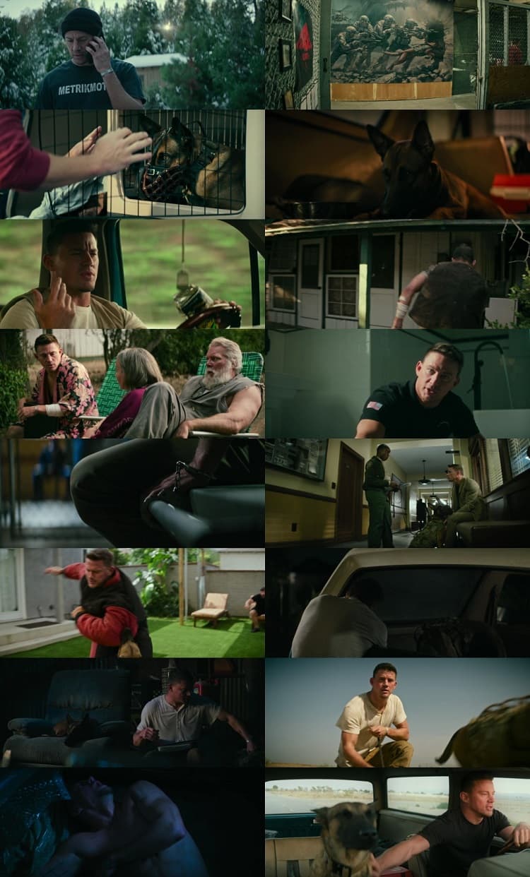 Dog (2022) 1080p | 720p | 480p WEB-HDRip [Hindi ORG (DD 5.1) + English]